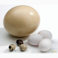 Продам страусиные яйца