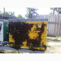 Продам пчелосемьи в количестве 20 шт. на матках Бакфаст и Карпатка 2021