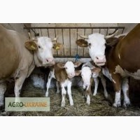Заготівля худоби ( ВРХ - коні, бикі, телята, свині, корови)