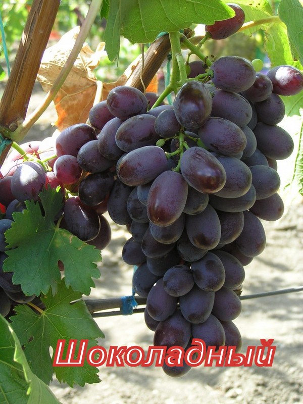 Фото 10. Продаю саженцы винограда