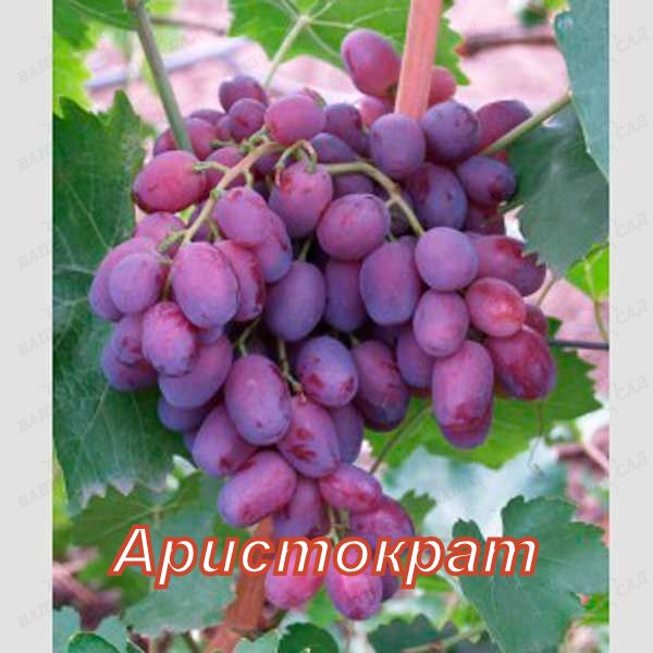 Фото 2. Продаю саженцы винограда