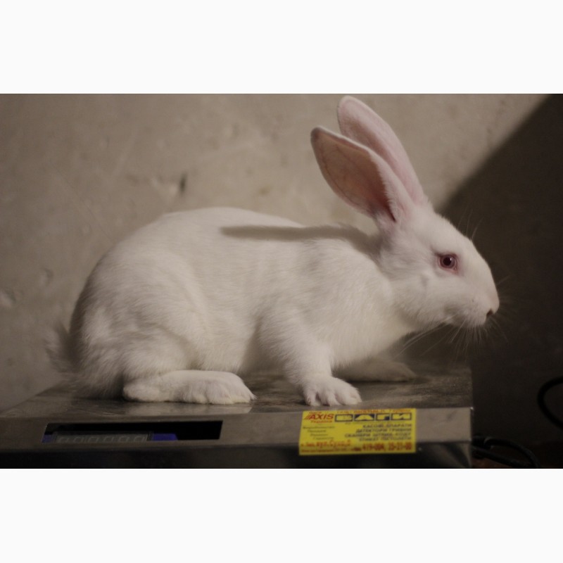Фото 3. Кролики термонська біла кролі термонці