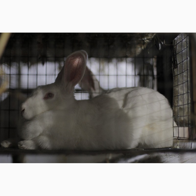 Фото 4. Кролики термонська біла кролі термонці