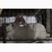 Кролики термонська біла кролі термонці