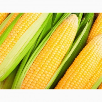 Продам семена кукурузы МЕЛ 272 МВ, ФАО 250
