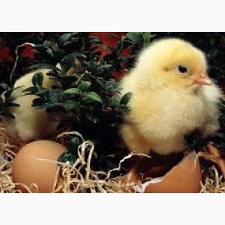 Купить элитные инкубационные яйца кур Фокси Чик