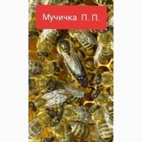 У продажі бджоломатки КАРПАТСЬКОЇ ПОРОДИ, ВУЧКОВИЙ ТИП 140-150 ГРН