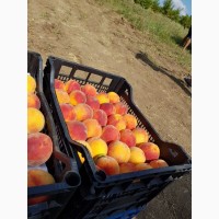Продаём персики оптом