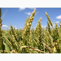 Семена (посевной материал) ярая пшеница