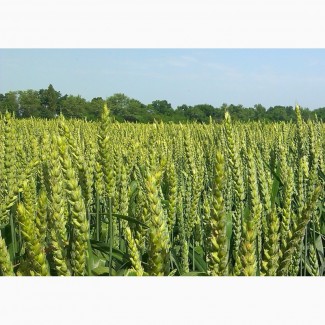 Продам високоякісне насіння озимої пшениці - Астарта
