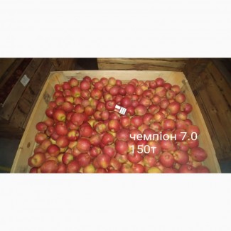 Яблука з РГС. 3.5