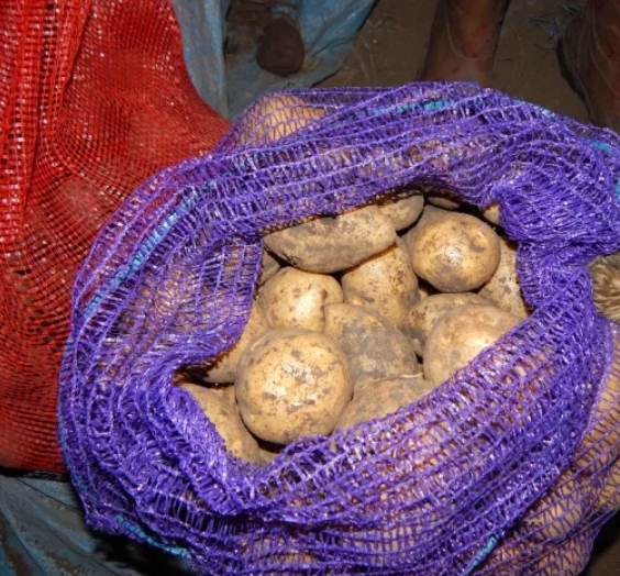 Фото 2. Свежая картошка, картофель, кортопля