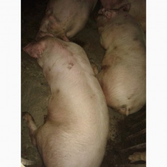 Продам свині мясної породи 130 170кг