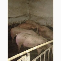 Продам свині мясної породи 130 170кг