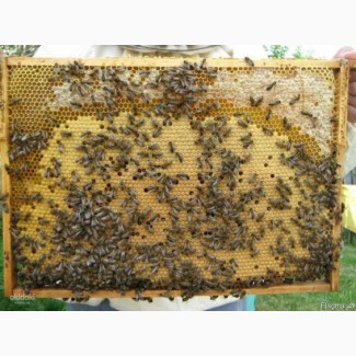 Продам бджолосім#039;ї та бджолопакети. Ціна договірна. Полтавська обл