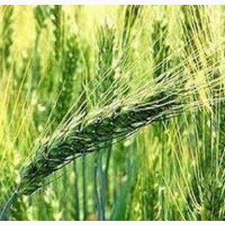 Семена озимой пшеницы ЗИРА