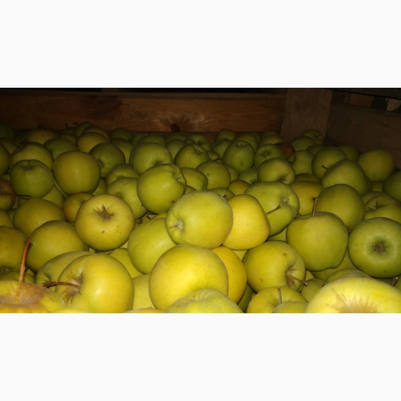 Фото 9. Продам яблука оптом