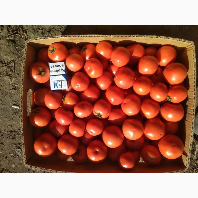 Фото 3. Продам помідори, сорт Акелла F1
