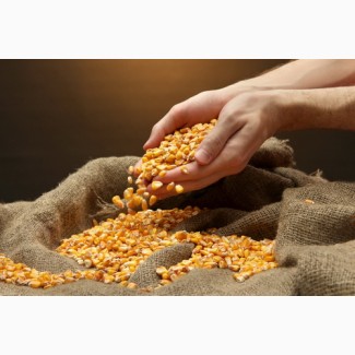 Посівний матеріал кукурудзи ВН 6763 (ФАО 320)