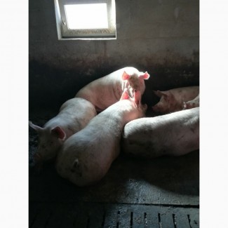 Продам свині жива вага, відгодівля