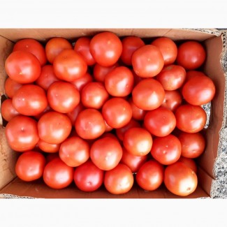 Продам томат примадонна