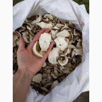 Продам білі сушені та мариновані гриби Преміум якості (сезон 2020)