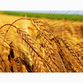 Продам посевной материал озимой пшеницы Юмпа (суперэлита) Краснодарская селекция