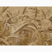 Ротакс пшениця озима, пшениця м#039;яка
