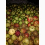 Купуємо яблука на соки по всій Україні