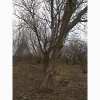 Дерево орех 80 лет
