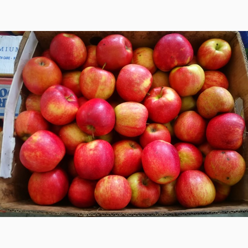 Фото 2. Продам яблука, застосована фреш технологія. Холодильне зберігання Хмельницька обл