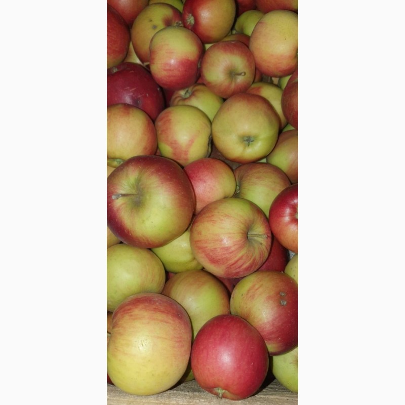 Фото 3. Продам яблука, застосована фреш технологія. Холодильне зберігання Хмельницька обл