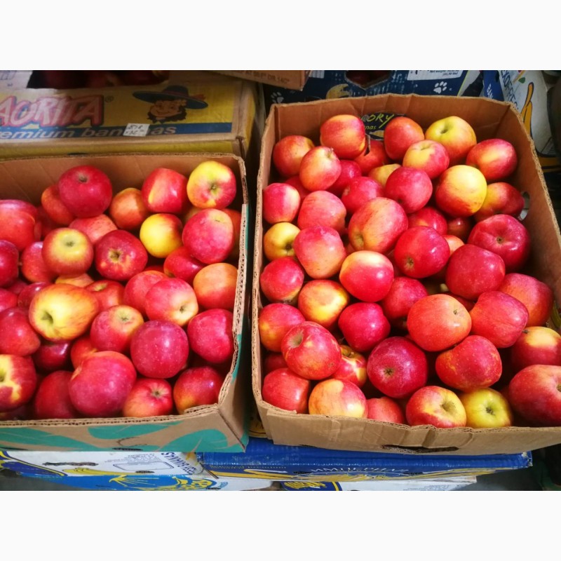 Фото 4. Продам яблука, застосована фреш технологія. Холодильне зберігання Хмельницька обл