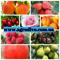 Саженцы плодовых яблонь, груш, слив, вишня, черешня, персик, абрикос