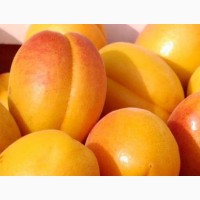 Саженцы плодовых яблонь, груш, слив, вишня, черешня, персик, абрикос
