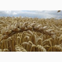 Пшениця м’яка озима вежа миронівська