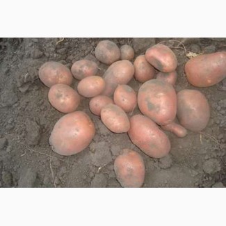 Продам насінневу картоплю сорт Беларосса 2-репродукція