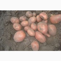 Продам насінневу картоплю сорт Беларосса 2-репродукція
