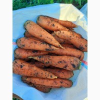 Продам моркву, сорт Кампіно, Каскад