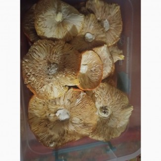 Продам amanita muscaria