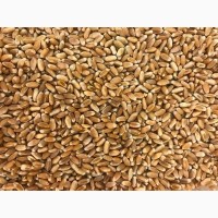 Продам фуражну пшеницю