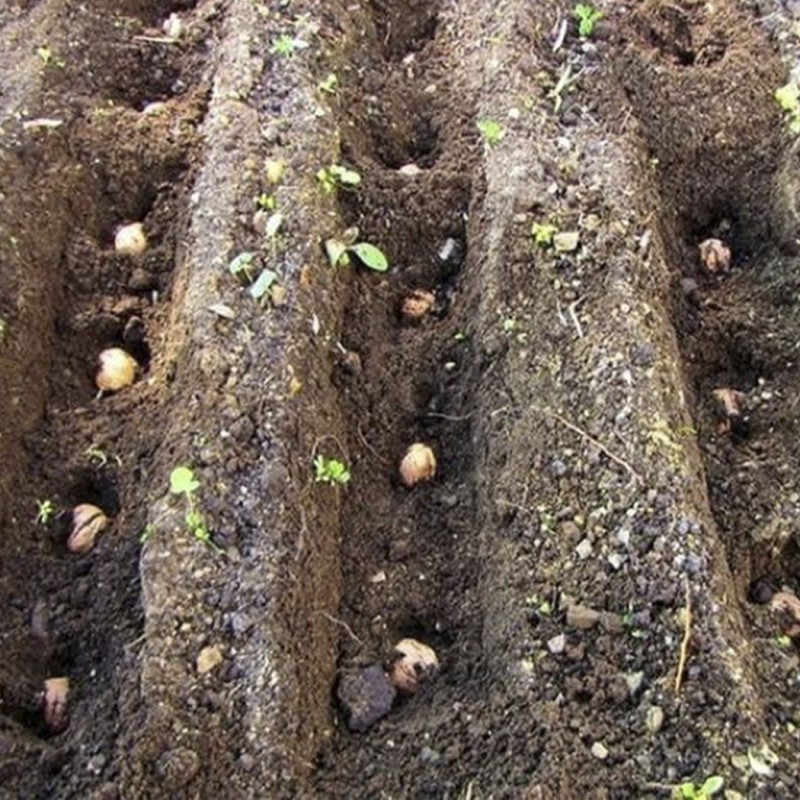 Фото 3. Сіянці волоського горіха для озеленення 2 та 3 річні (Україна)