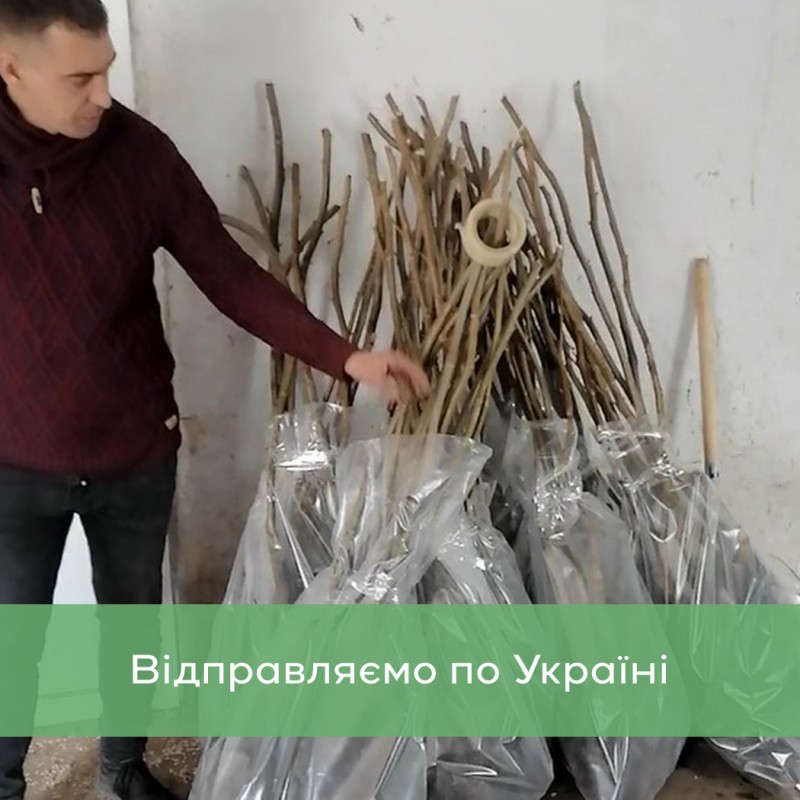 Фото 4. Сіянці волоського горіха для озеленення 2 та 3 річні (Україна)