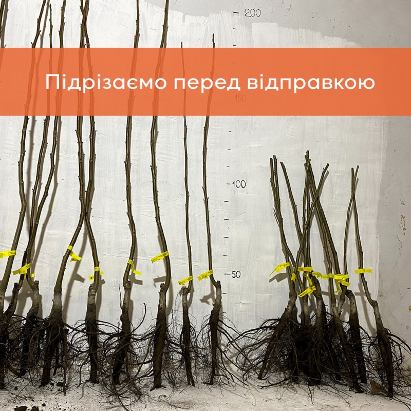 Фото 5. Сіянці волоського горіха для озеленення 2 та 3 річні (Україна)