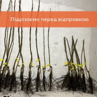 Сіянці волоського горіха для озеленення 2 та 3 річні (Україна)