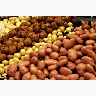 Продам картоплю насіннєву від 10 тонн