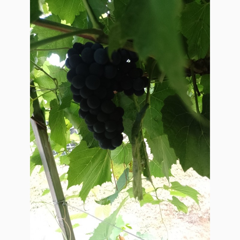 Фото 2. Технический виноград