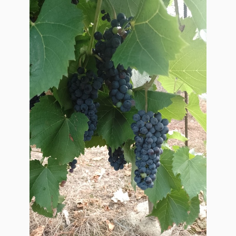 Фото 3. Технический виноград