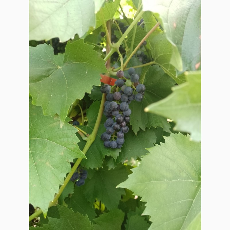 Фото 4. Технический виноград