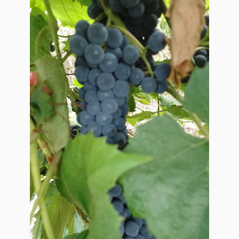Фото 5. Технический виноград